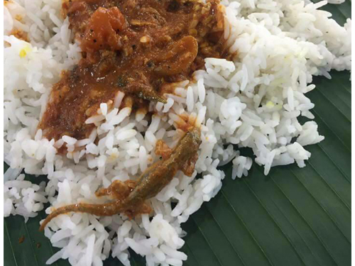 莫哈末蘇克里在面子書申訴，其上司在印度餐廳享用的螃蟹咖哩飯竟然有壁虎。（圖取自莫哈末蘇克里面子書）