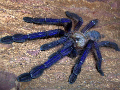 新加坡藍蜘蛛為受保護動物，身上有著罕見的藍色。（圖片取自網絡） 