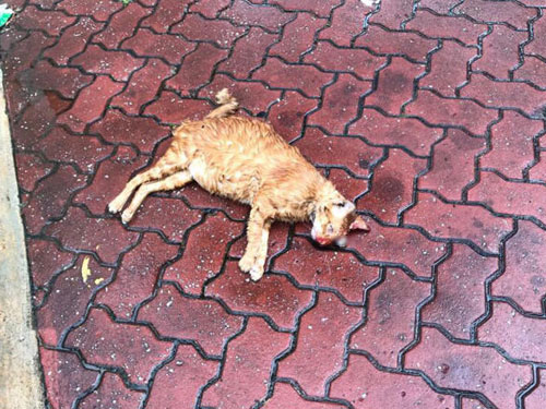  公眾發現小貓一動不動躺在泊車場，左眼掉出。 