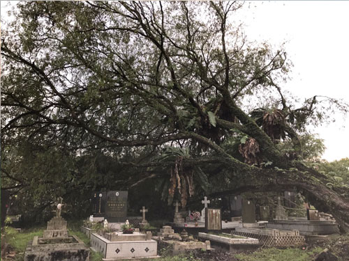 狂風暴雨同時也導致大樹倒塌，壓壞了墳場內不少墳墓。 
