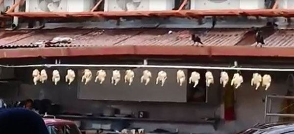 烹煮好的白斬雞高挂在一個鐵支上,無人看管也沒被遮蓋起來。