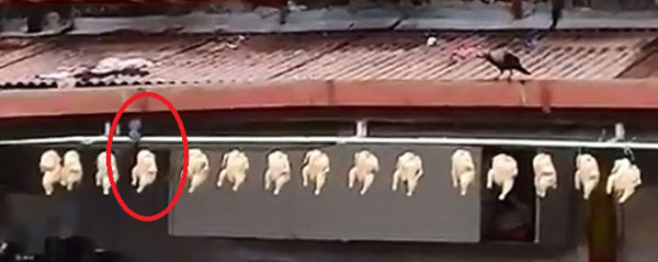 一只烏鴉正啄食高挂在鐵支上的白斬雞,看了讓人噁心。