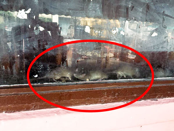 網民指店內的玻璃窗內有老鼠蹤跡。