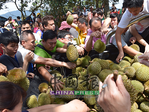 貨卡載來大批榴槤,所有食客急著將榴槤拿下去車品嚐。