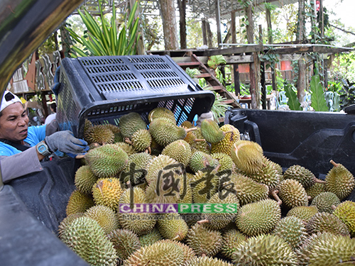 工作人員準備大批榴槤,讓食客品嚐。