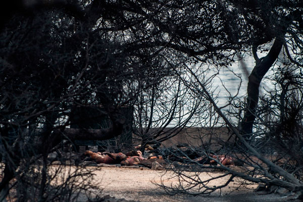 在雅典市附近的馬蒂沙灘,屍體堆疊在一起。(法新社)