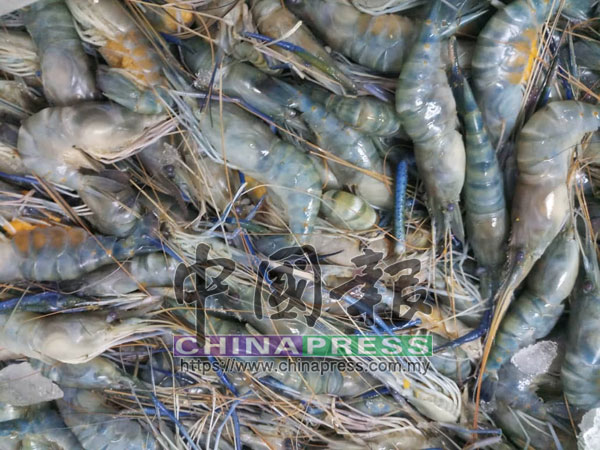 一隻淡水藍鉗大頭蝦只賣80仙，引起民眾搶購。