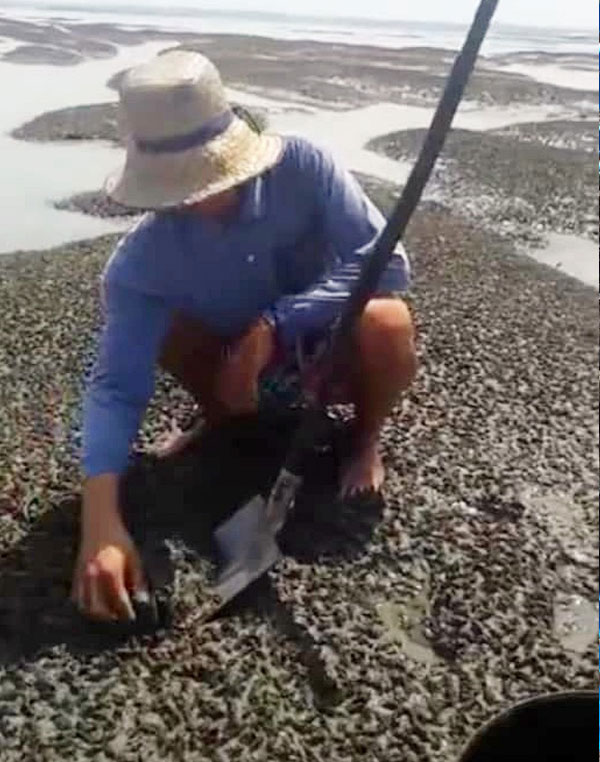有关蛤蜊平时都要挖才能获得，如今岛民随手便可捡走蛤蜊，成为桌上美食。  