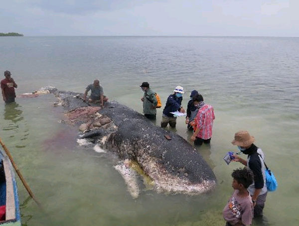 国家公园职员在剖开抹香鲸尸体后,发现里头有115个塑胶杯,人字拖两只。