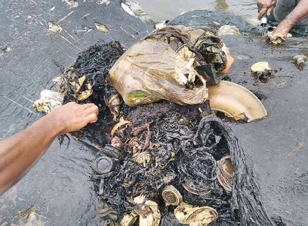 从抹香鲸体内取出的废物,竟有5.9公斤之重。