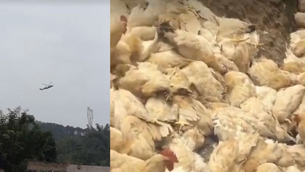 直升机低空盘旋作业,竟然吓死了364只鸡。