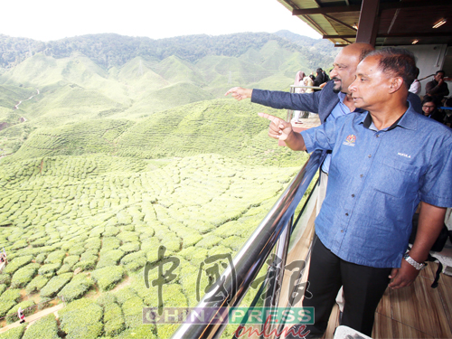 古拉(右)观赏茶园风景。