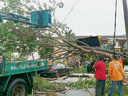 周日下午的一场狂风暴雨，短短30分钟内刮倒大树压毁电线及轿车。
