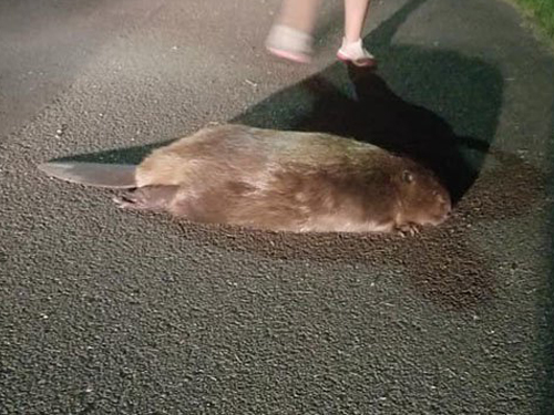 被车辗过的海狸原本就已经受伤。(互联网)