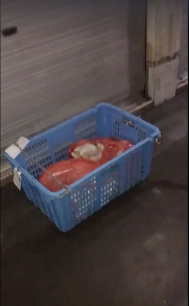 拍视频者踢了篮子几下，老鼠受到惊吓，从生鸡腹部窜出。（互联网）