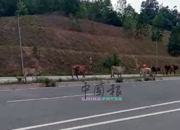 一些牛只直接走上加影芙蓉大道，严重影响驾驶者安全。