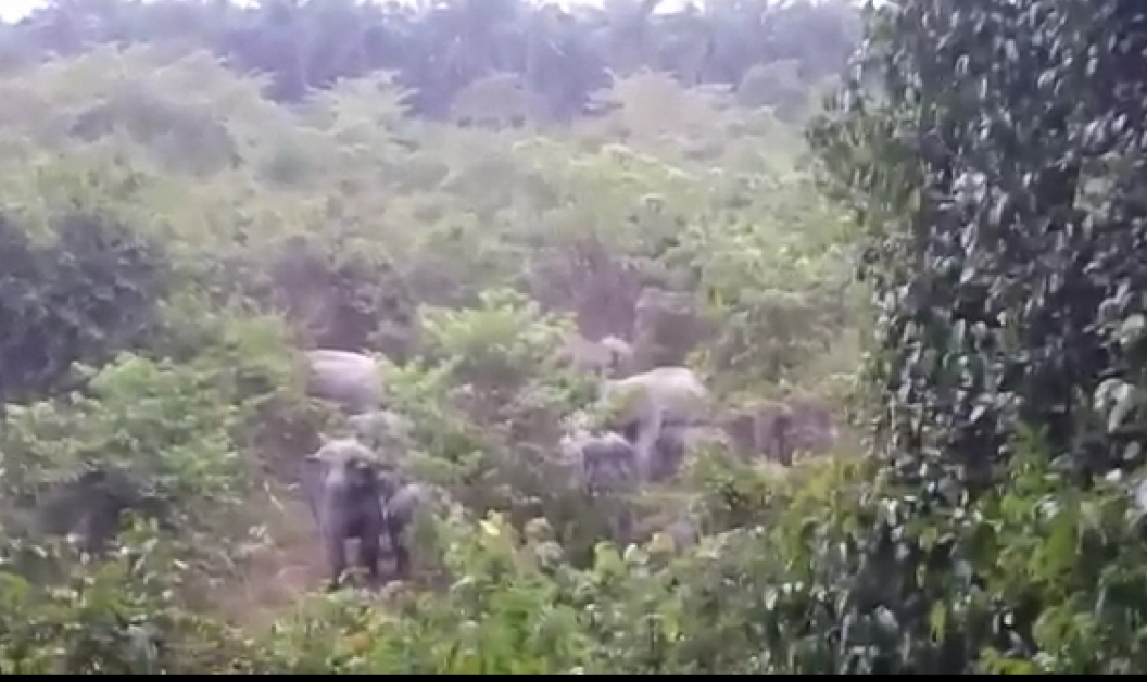 阿沙尔拍摄的视频显示野象群慢慢的从树丛间走出。