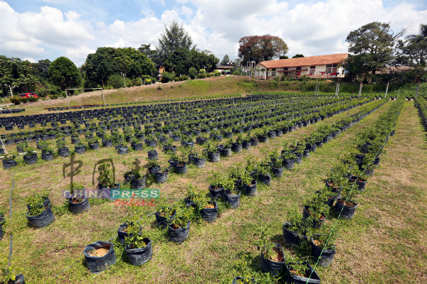 残障中心学员也利用中心的空间种植农作物。
