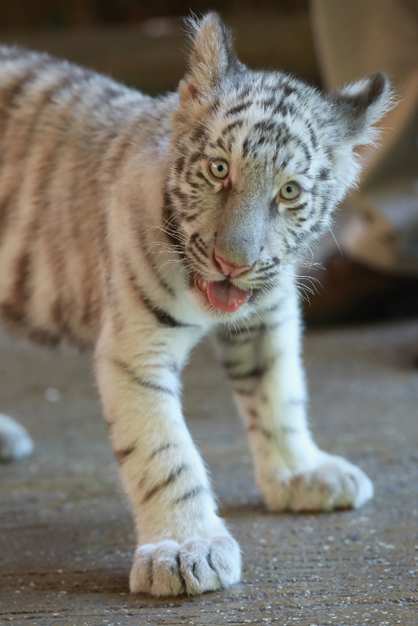 甲州动物园即将迎来2岁白虎“爱莎”，增添动物园吸引力。