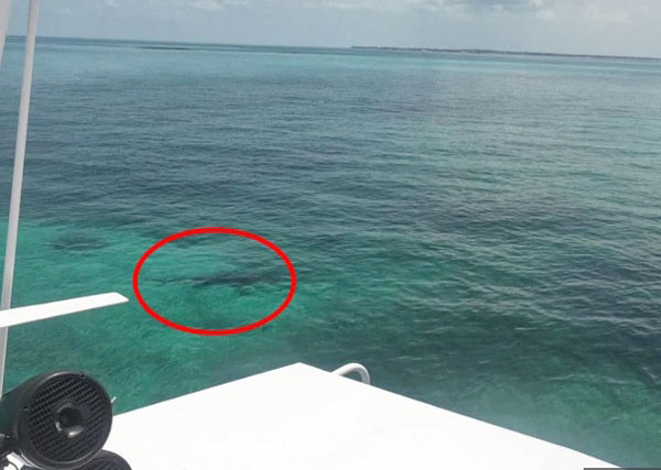 有同船的遊客拍到鯊魚仍在附近遊蕩。