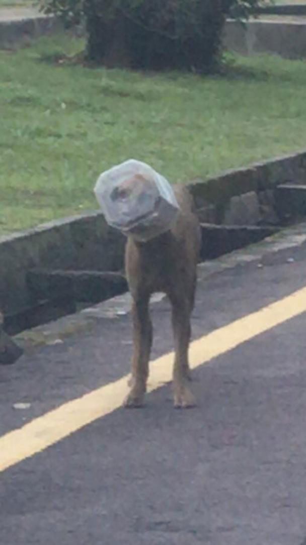 狗兒頭部被塑料罐套住，無法自行掙脫。