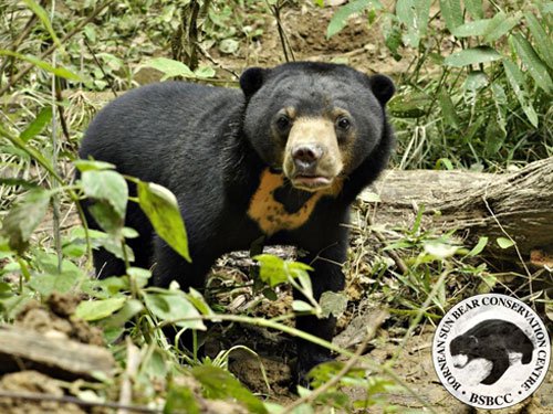 馬來熊全身上下都極具商業價值，因此深受捕獵者歡迎。
