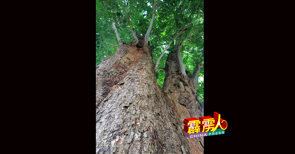 仰望百年橡胶树的树干，非常壮硕。