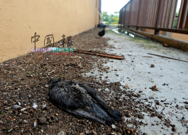 空置的组屋单位外的鸽尸没人清理，发出阵阵恶臭。