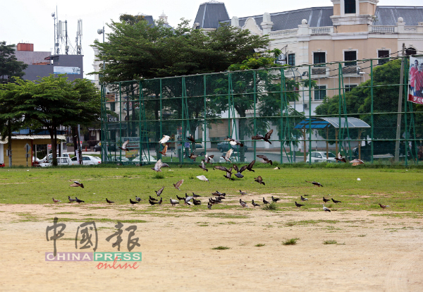 罗白赤贫组屋的草场前，有大群野鸽聚集。