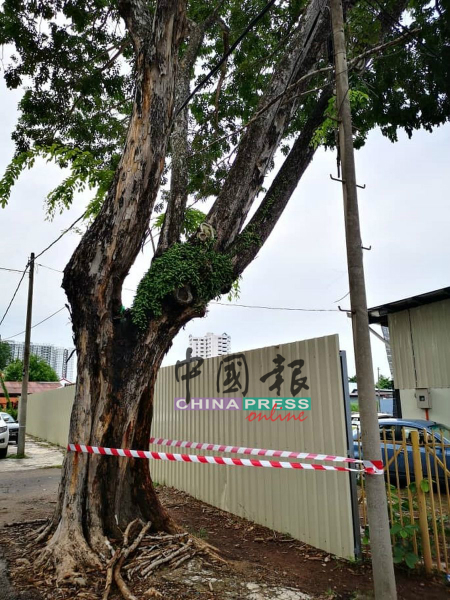 马六甲华文国民型中学外的一棵大树，相信是倾斜不安全，因此拉上警戒线，避免学生靠近。