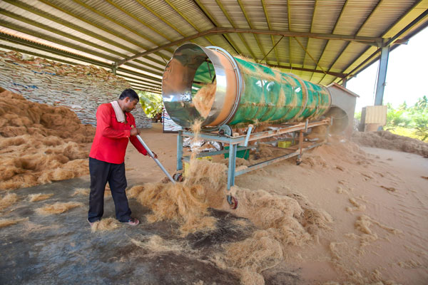 职员把椰皮经过机器处理后，成为有价值的椰丝，可制成床褥或相关产品。