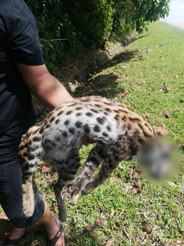 豹猫疑外出觅食时，不幸被车撞死。