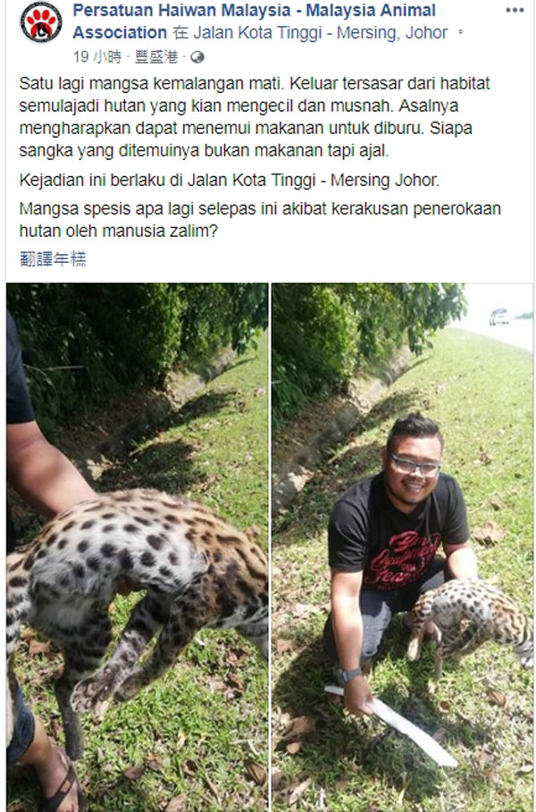 马来西亚动物组织上载豹猫被撞死照片，要求各界正视过度砍伐活动所带来的生态影响。