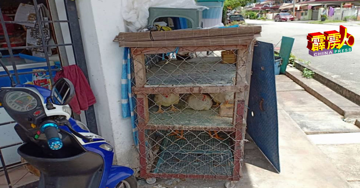 一些商家也在商店前饲养待售的鸡只。