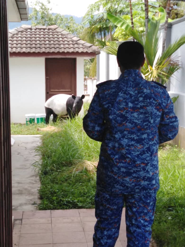 民防局队员为免触动马来貘的情绪，只站在远处观望其举动。