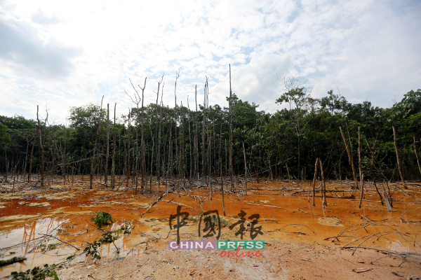 工厂排流的废水被引入森林地，树木受污染而枯萎。