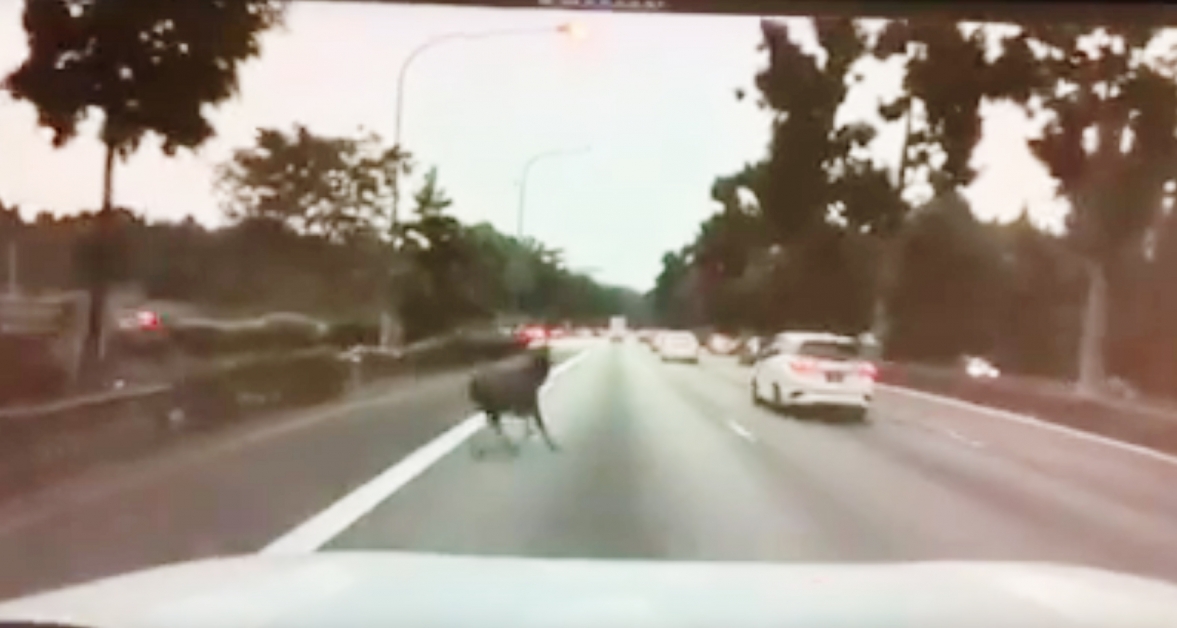 一头水鹿尝试越过高速公路，差点被车撞，它的神情明显受到惊吓。（取自面子书）