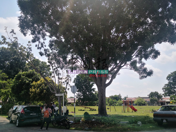 儿童游乐场的大树过于茂盛，居民担心掉落的枝桠会击中在玩乐的小孩，希望地方政府尽快派员修砍。