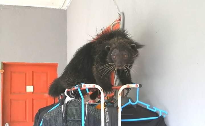 熊狸出没在民众居家院子外，更一度爬上晒衣架。