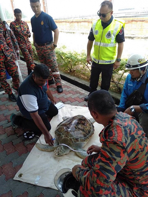 消拯员和渔业局人员在旁检查海龟的身体状况。