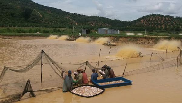 一场豪雨把甘榜居民的养殖池冲毁，鱼虾随波逐流，纷流入大河，令业者损失惨重。