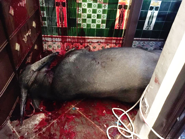 当局当场宰杀大水牛，导致现场血迹斑斑。（照片由甲州民防局提供）