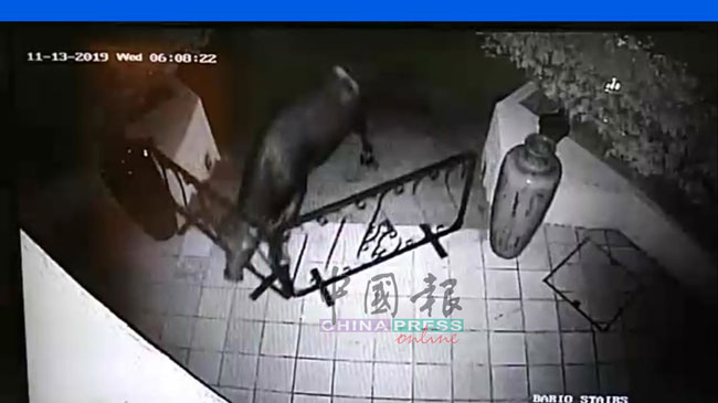 从马六甲河畔之家酒店闭路电视画面清晰可见，大水牛将酒店围栏撞倒。