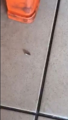餐馆的地面上也有虫正在蠕动。