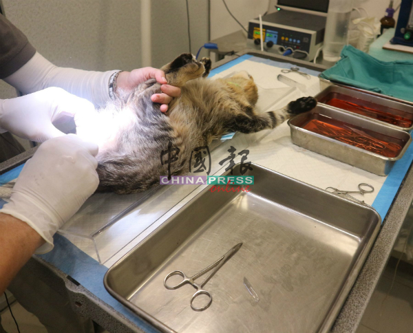 兽医为猫儿进行结扎手术。