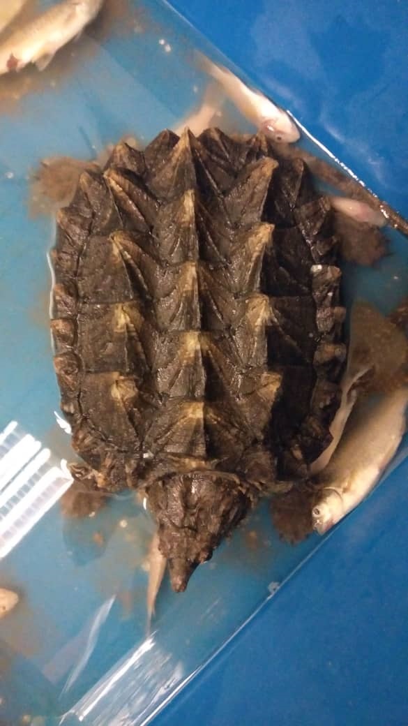 受保护的鳄龟被放在塑料容器，带回野生动物保护及国家公园局总部等候安置。