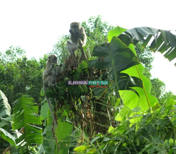 居民种的香蕉树，成为了野猴的食物。