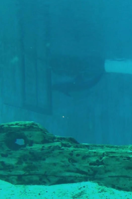 网上流传的视频长27秒，可见一只海豚反覆用头撞墙。（取自Empty the Tanks面子书）