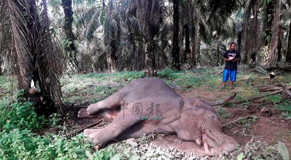 发现毙命在加亨甘榜士多洪原住民村的大象，证实是吃了有毒的黄梨而死亡。
