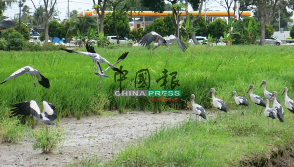 成群的钳嘴鹳，出现在武吉士灵烈公园附近的稻田。